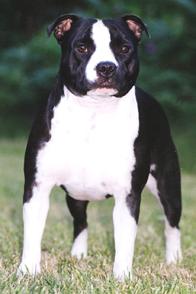 BULLTERRIER DE STAFFORDSHIRE
